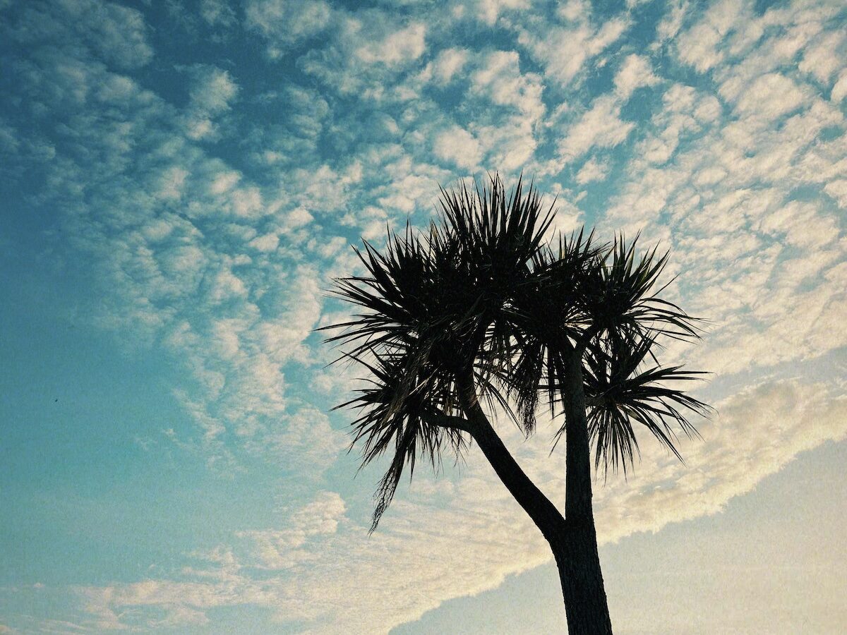 Palm mot himlen