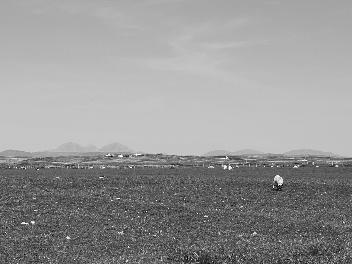 Får på Islay